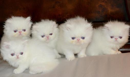 white long hair kittens for sale